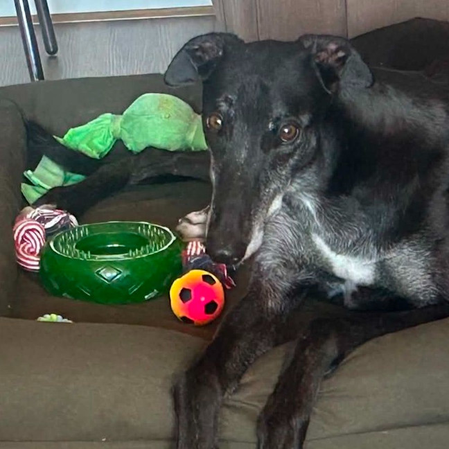 Photo of Alastor The Greyhound