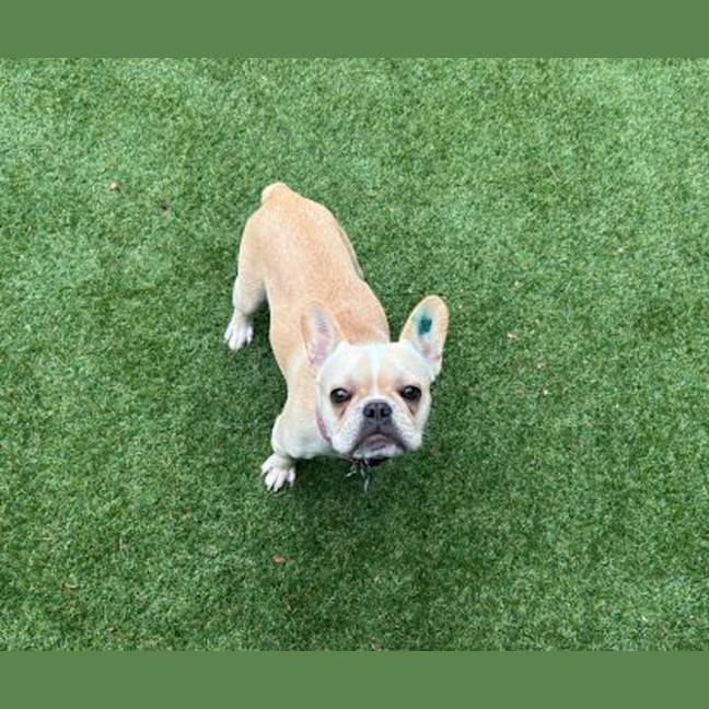 Photo of Rabbit