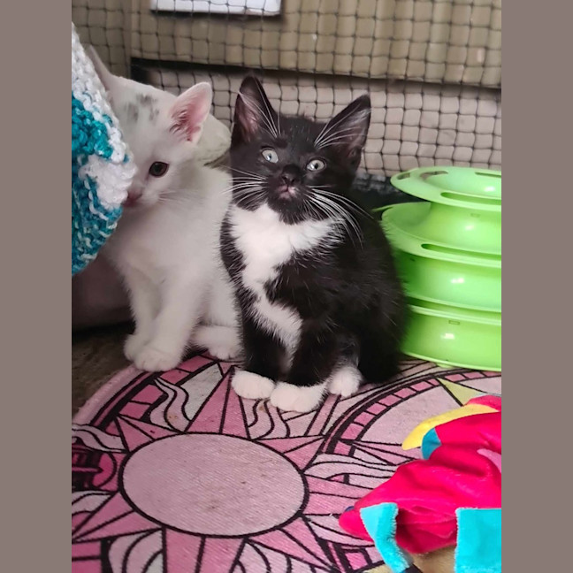 Photo of Oreo