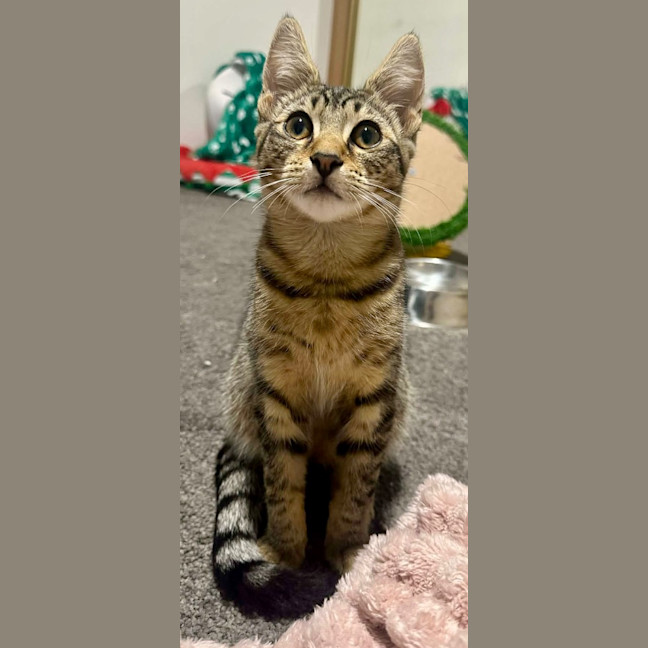 Photo of Tobias Torrens