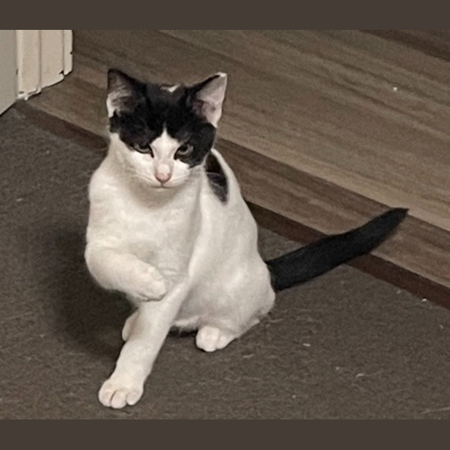 Photo of Bandito
