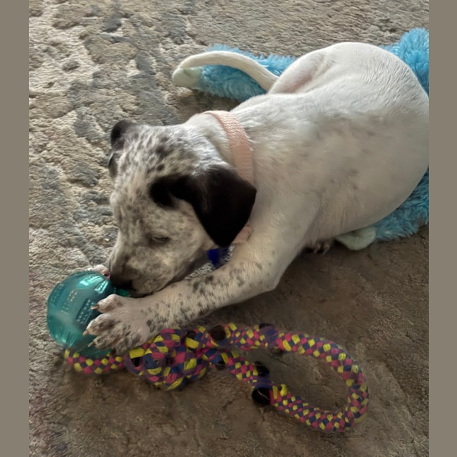 Photo of Mango   10 Week Old Cattle Dog X Staffy
