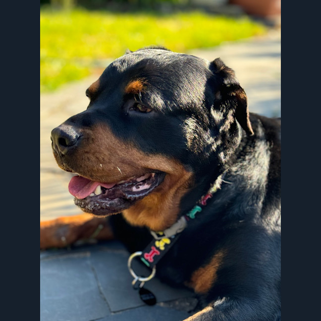 Photo of Nala 