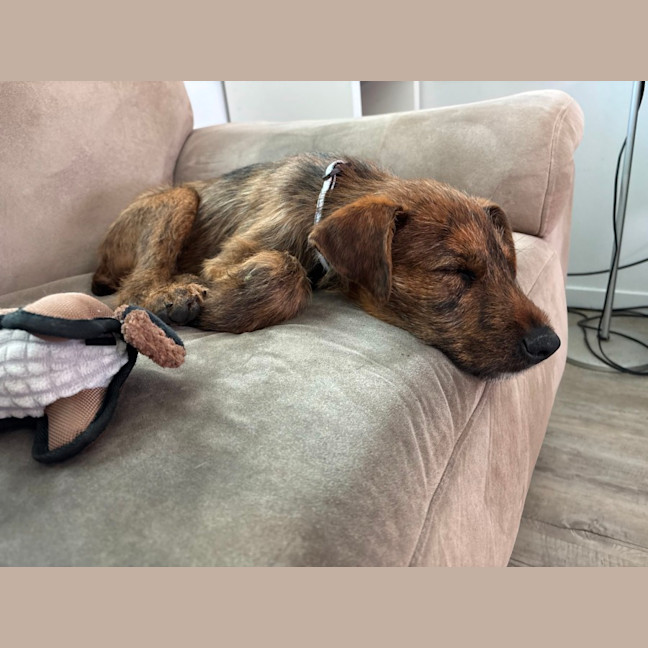 Photo of D1136 Jasper