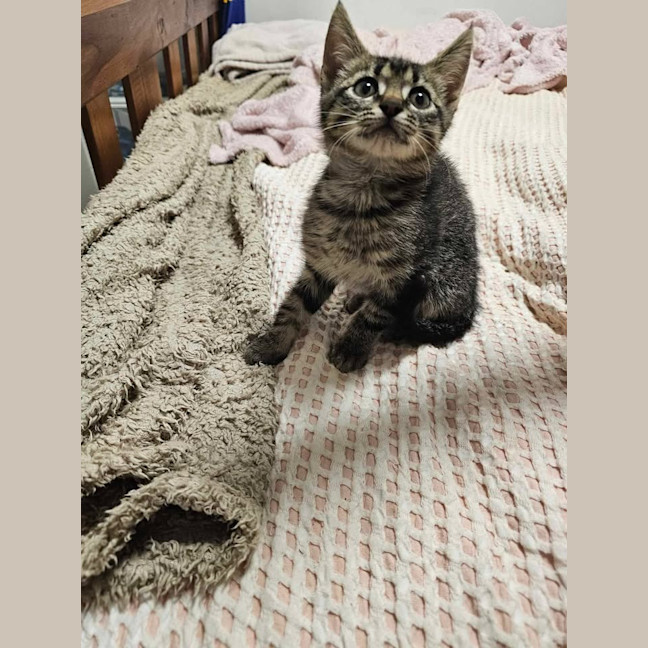 Photo of Hiccup