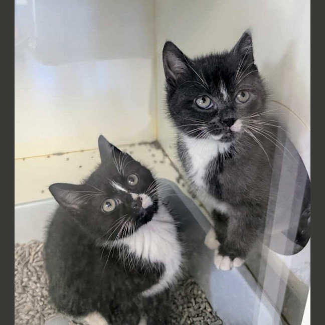 Photo of Eclipse And Mercury