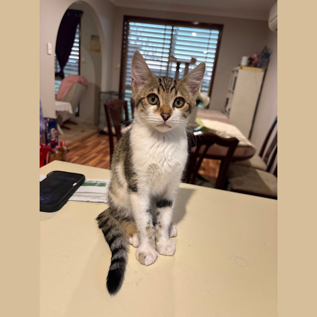 Photo of Dennis (The Menace)