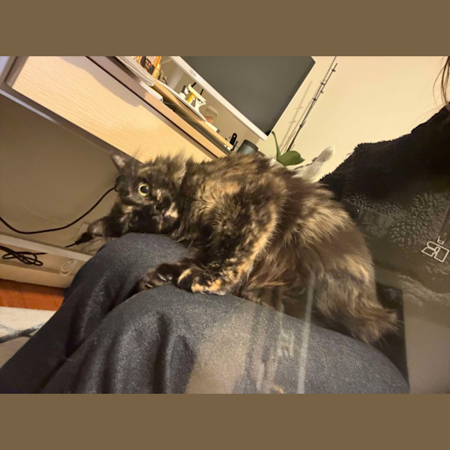 Photo of Sarsparilla