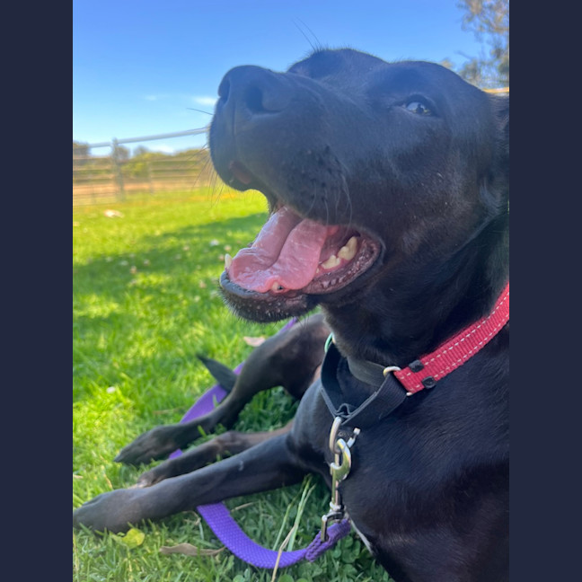 Photo of Dakota