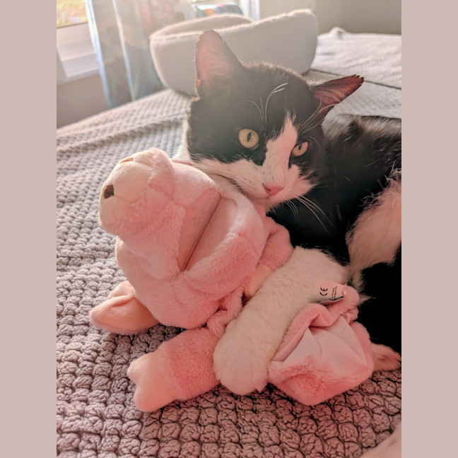 Photo of Benji