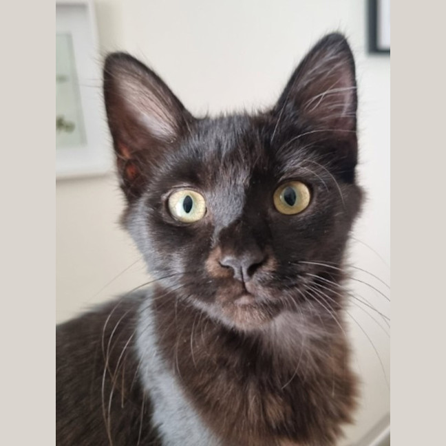 Photo of Trickle  Meet Me At Pe Tstock Milperra