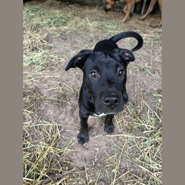 Photo of Stitch
