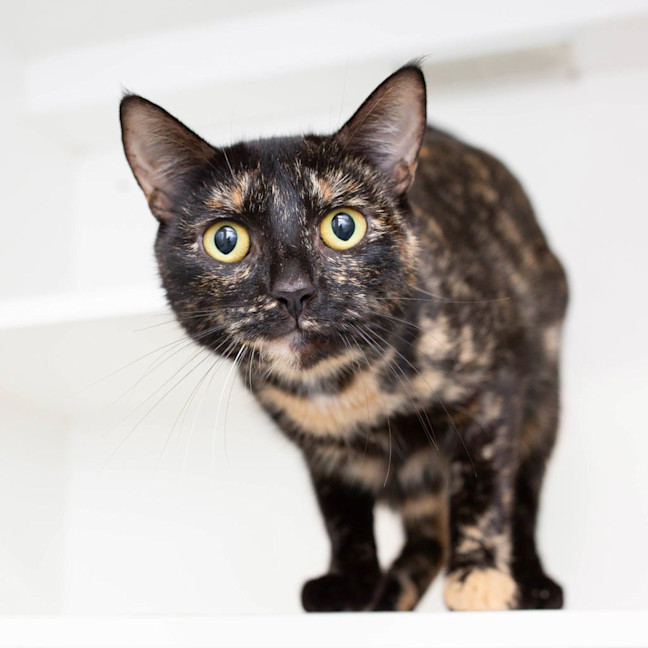 Photo of Tortilla