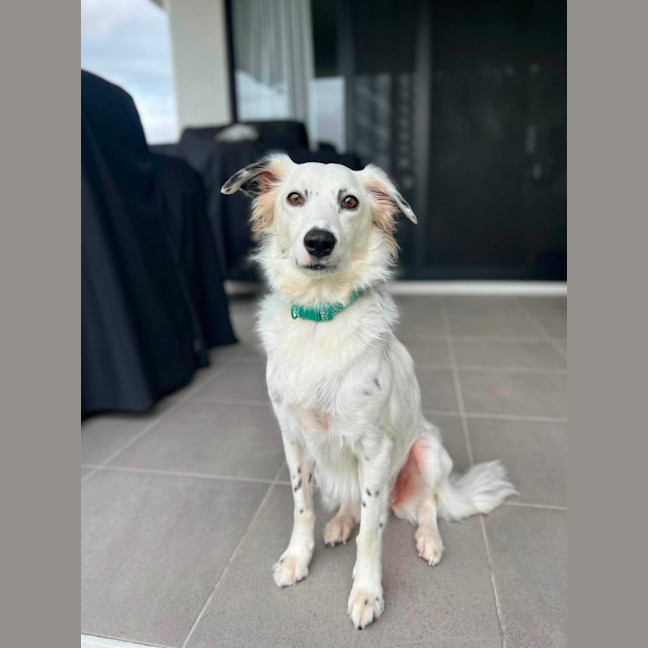 Photo of Smudge