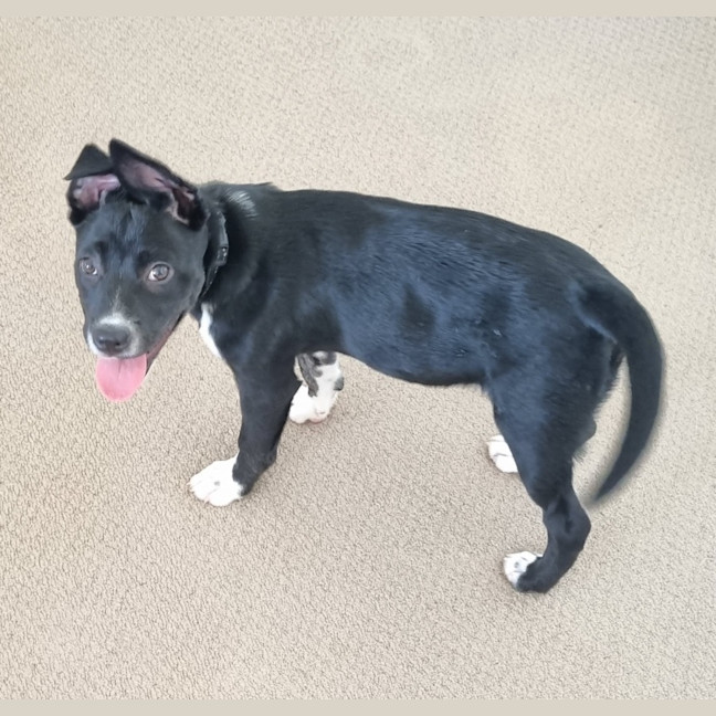 Photo of Poppy