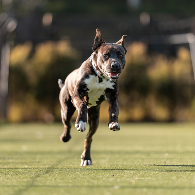 Photo of Wookie Imp 1545