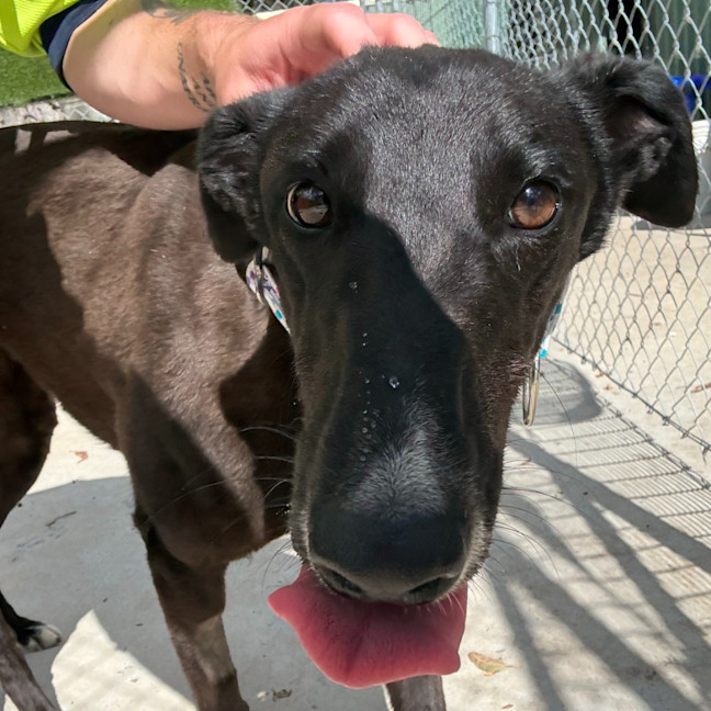 Photo of Royal The Greyhound