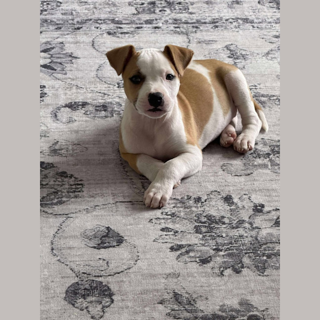 Photo of Rosie