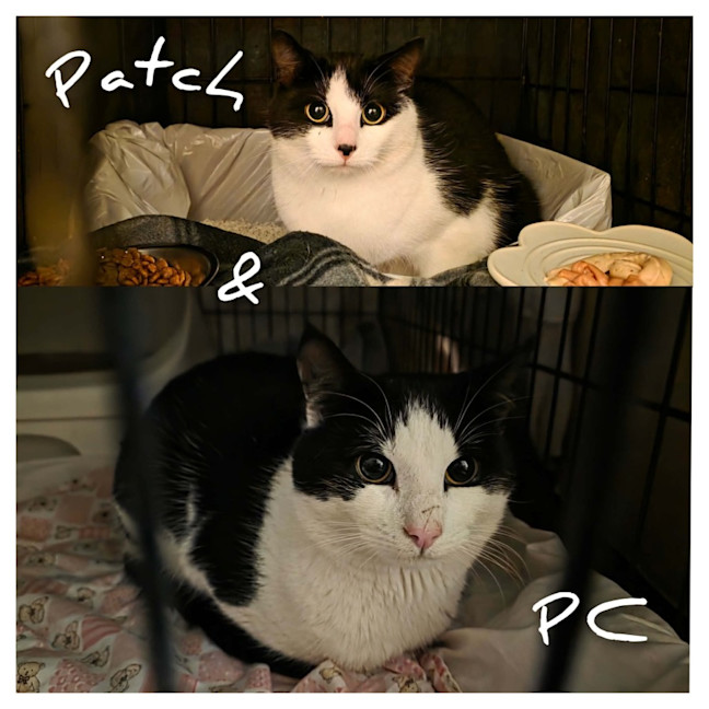 Photo of Patch & Pc