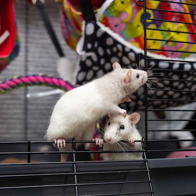 Photo of Sweetie Pie