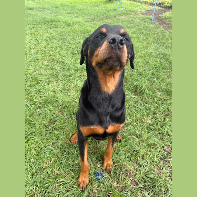 Photo of Bear