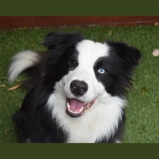Photo of Nala