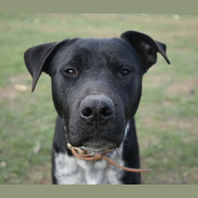 Photo of Sage
