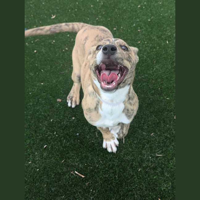 Photo of Thelma Imp 1900