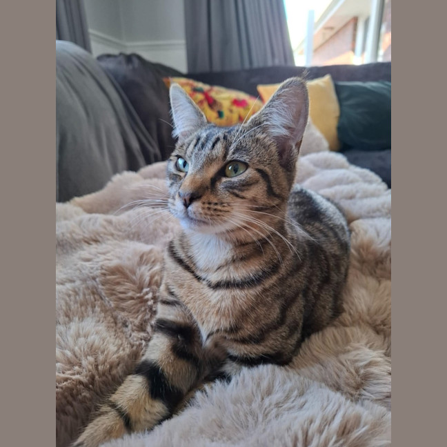 Photo of Olive *9 Lives Project Rescue