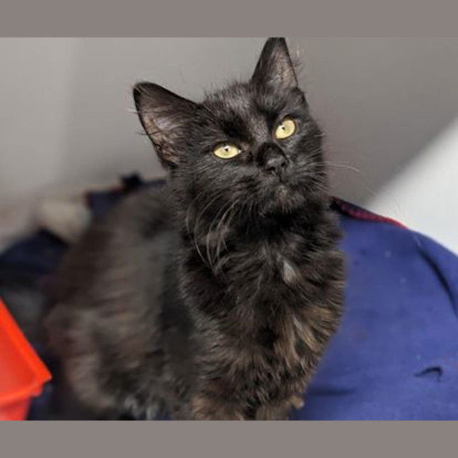Photo of Salem