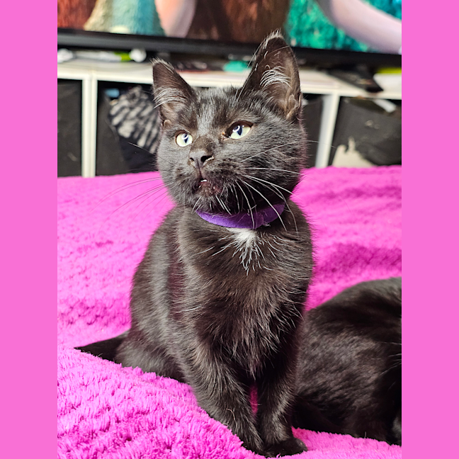 Photo of Muffin