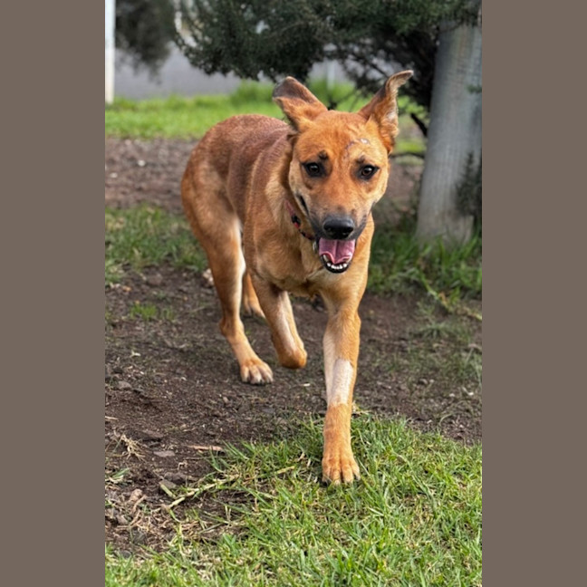 Photo of Piper (68887)