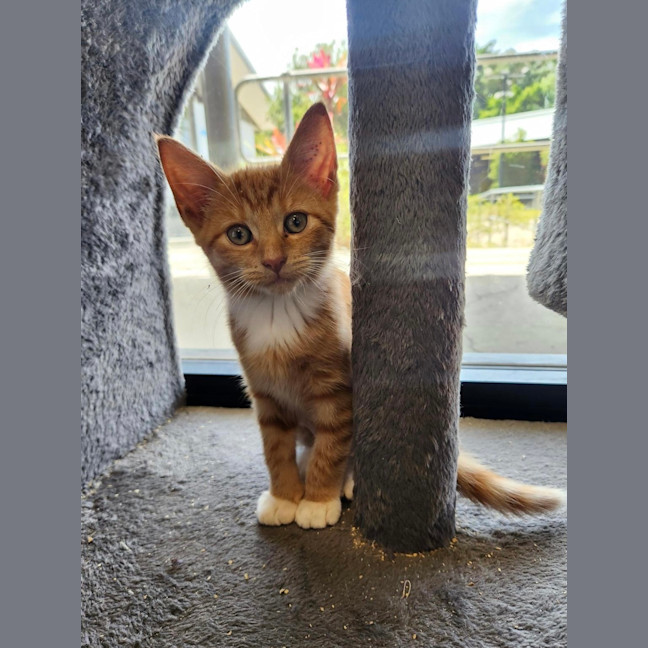 Photo of Simone Biles