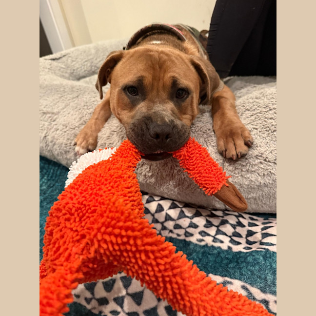 Photo of Scout