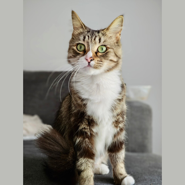 Photo of Flick
