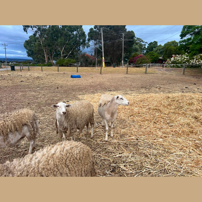 Photo of Salmon And Sardine