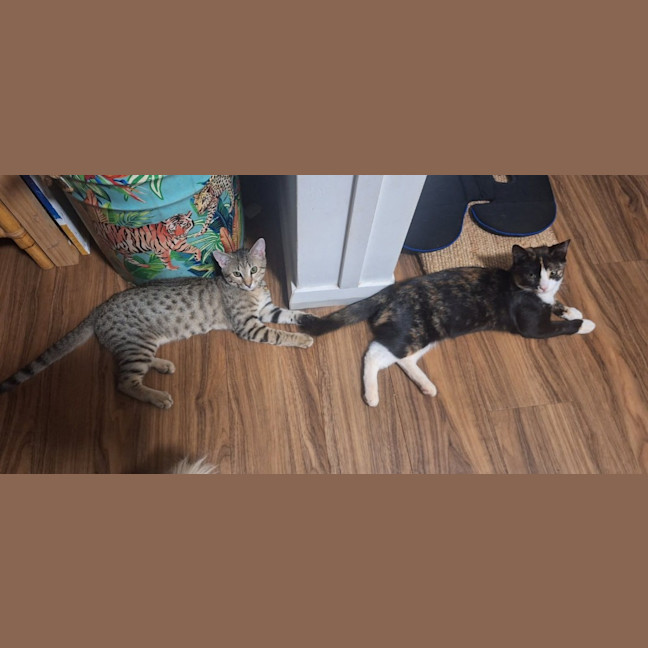 Photo of Nala