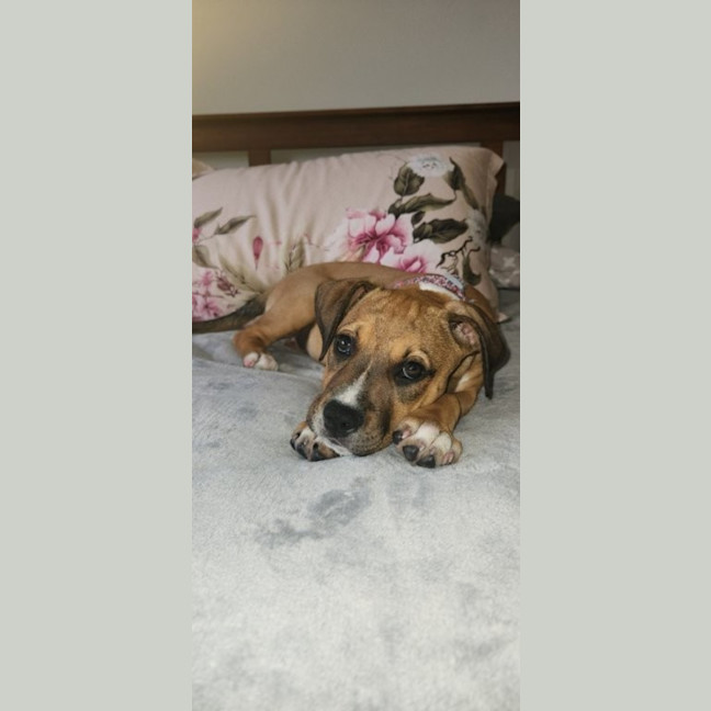 Photo of Lilly   3 Month Old Kelpie X Staffy