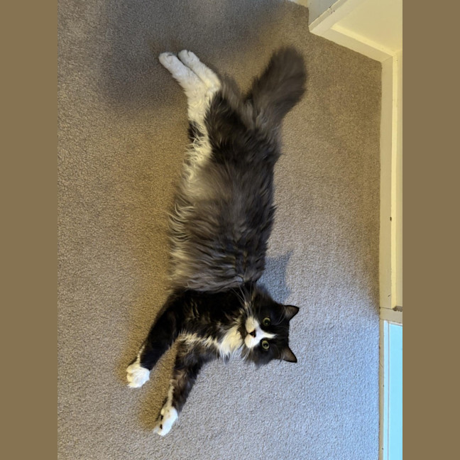 Photo of Gizmo & Mushu