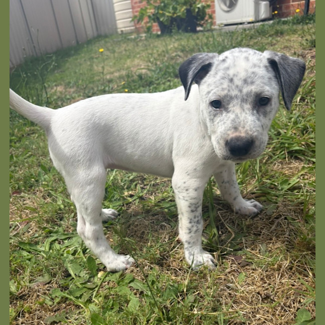 Photo of Bluey   9 Week Old Cattle Dog X