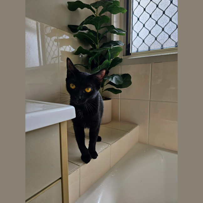 Photo of Chloe 🐈‍⬛💛🐾