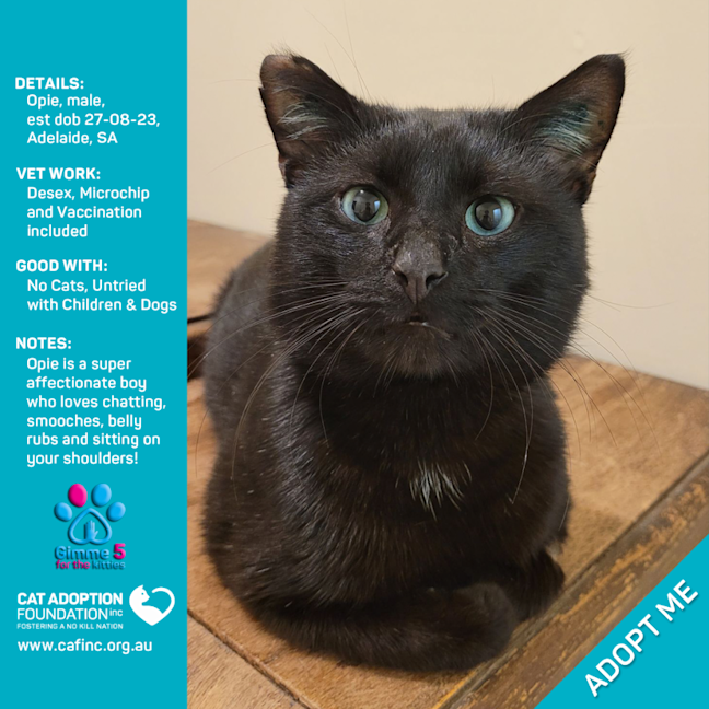 Photo of Opie Only $80 Fully Vetted!