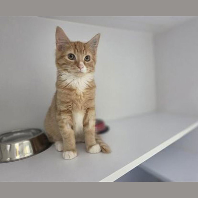 Photo of Charlie