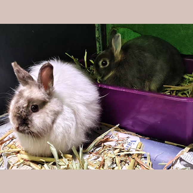Photo of Maltesers (Bonded To Jaffa)