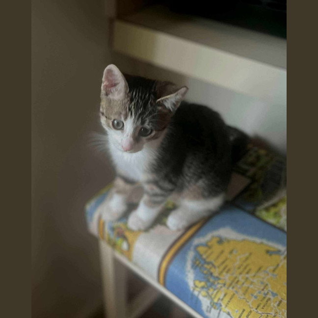 Photo of Miss Mittens