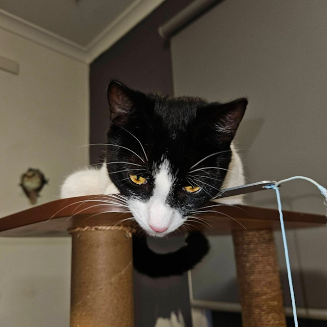Photo of Libby ** 2nd Chance Cat Rescue **