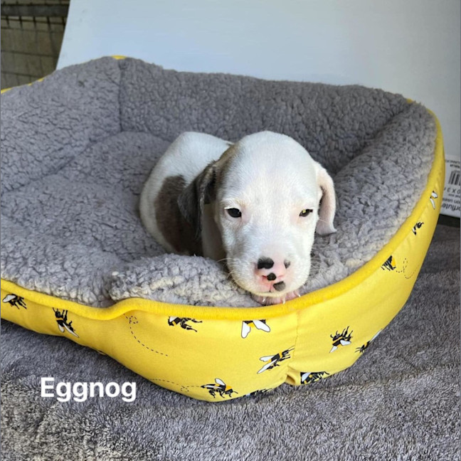 Photo of Eggnog