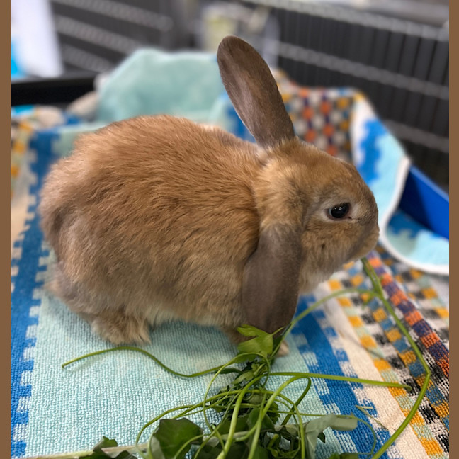 Photo of Peri Peri (Bonded To Tomato)