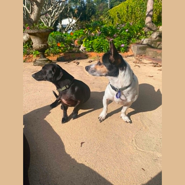 Photo of Rocky