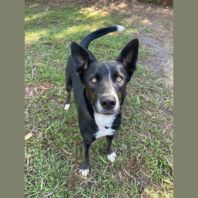 Photo of Juniper
